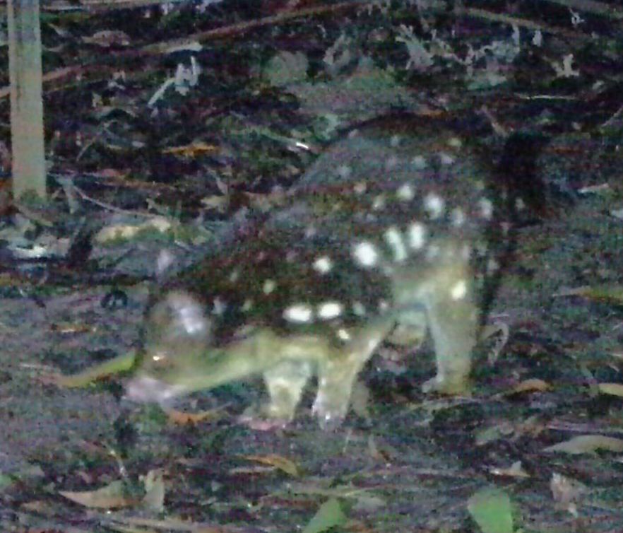 quoll1a