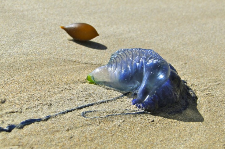 Bluebottle KT
