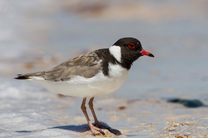 plover adult