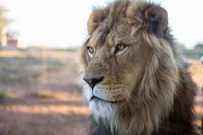 1702 dg lion